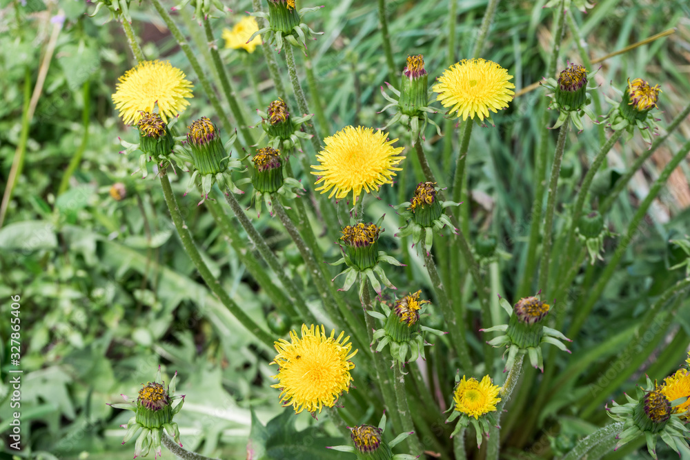 Blooming yellow flowers and unopened dandelion buds against blurred green meadow on summer day. Drug plants. Beautiful natural background for your design Blooming yellow flowers and unopened dandelion buds against blurred green meadow on summer day. Drug plants. Beautiful natural background for your design