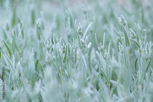 Muted light green background. Pale green stems of spring blooming flowers. Close up photo, selective focus