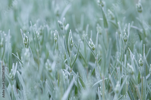Muted light green background. Pale green stems of spring blooming flowers. Close up photo, selective focus