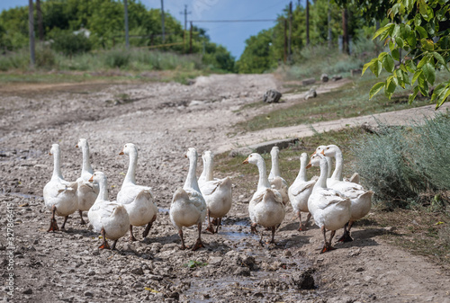 Flock of geese on a road in Stircea village with large Polish minority in Moldova