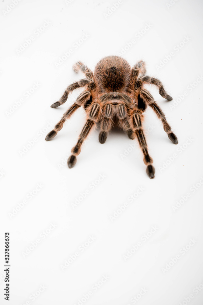 A Chilli Rose Tarantula Spider A Chilli Rose Tarantula Spider