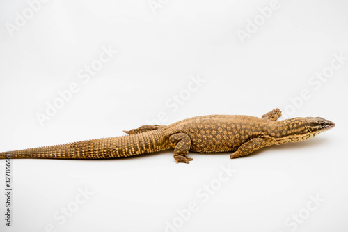 An Ackie/Spiny Tail Monitor