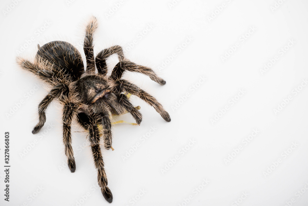A Honduran Curly Hair Tarantula A Honduran Curly Hair Tarantula