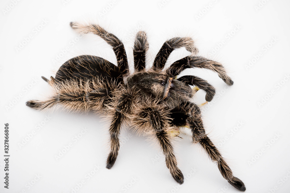 A Honduran Curly Hair Tarantula A Honduran Curly Hair Tarantula
