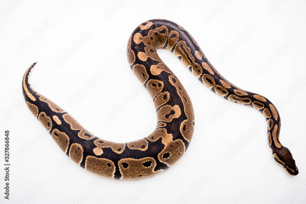 Obraz premium A Royal/Ball Python