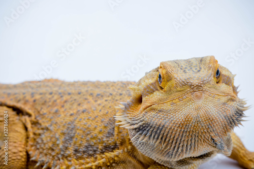 A Bearded Dragon reptile