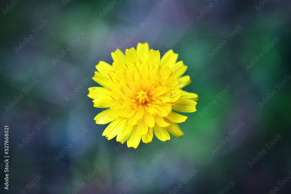 Fleur jaune, flore macro Fleur jaune, flore macro