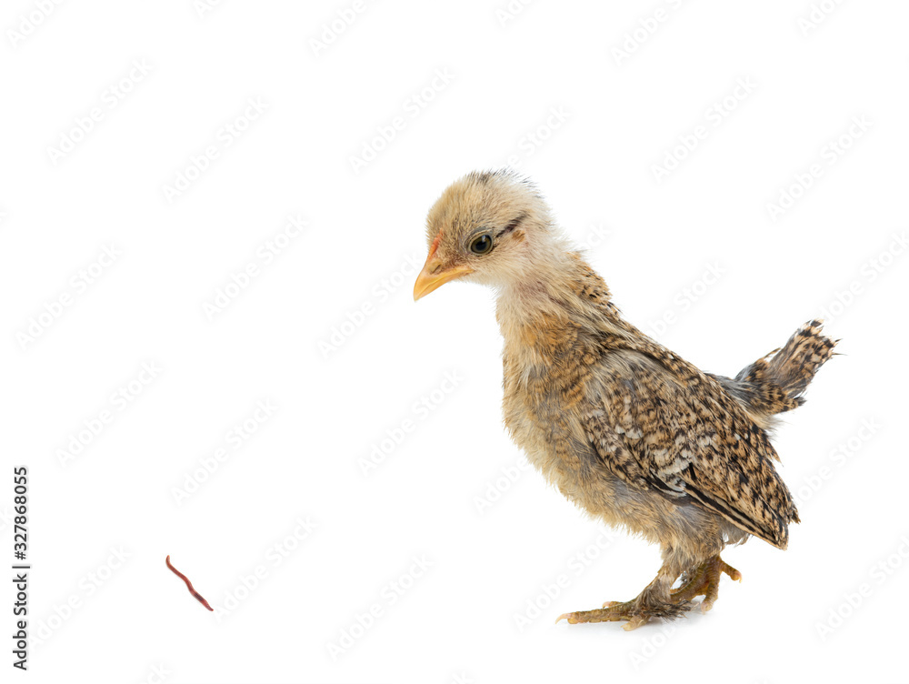 Obraz premium Little chicken saw a worm isolated on a white background.