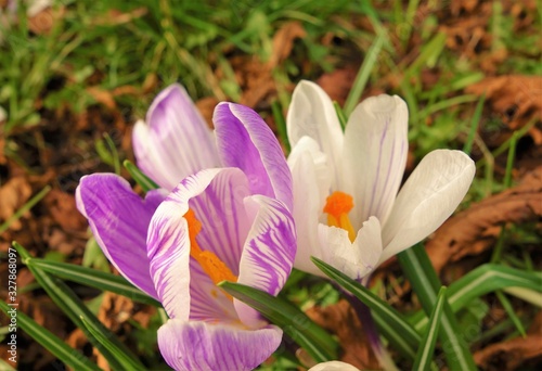 Colourful crocus in spring.