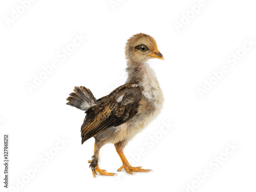 Monthly chick isolated on a white background.