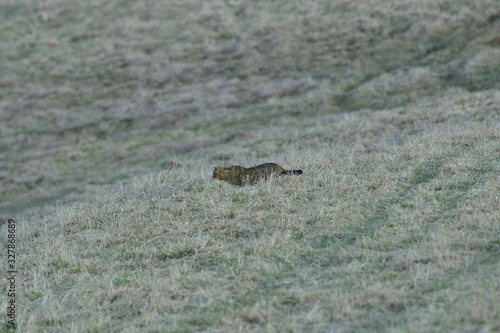 European wildcat catches a rodent in a meadow