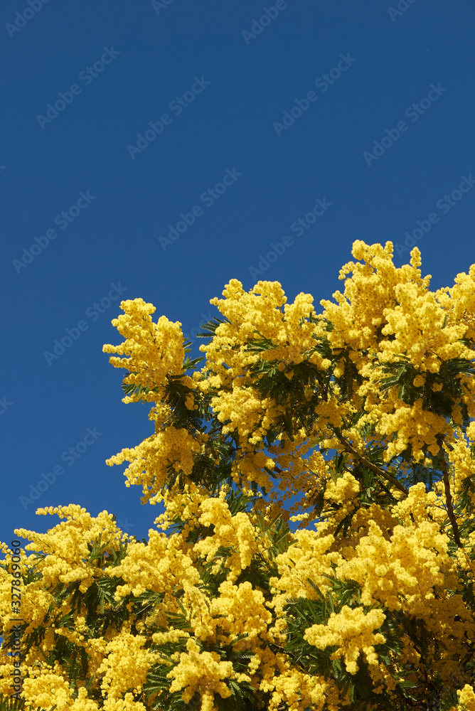 Acacia dealbata Acacia dealbata