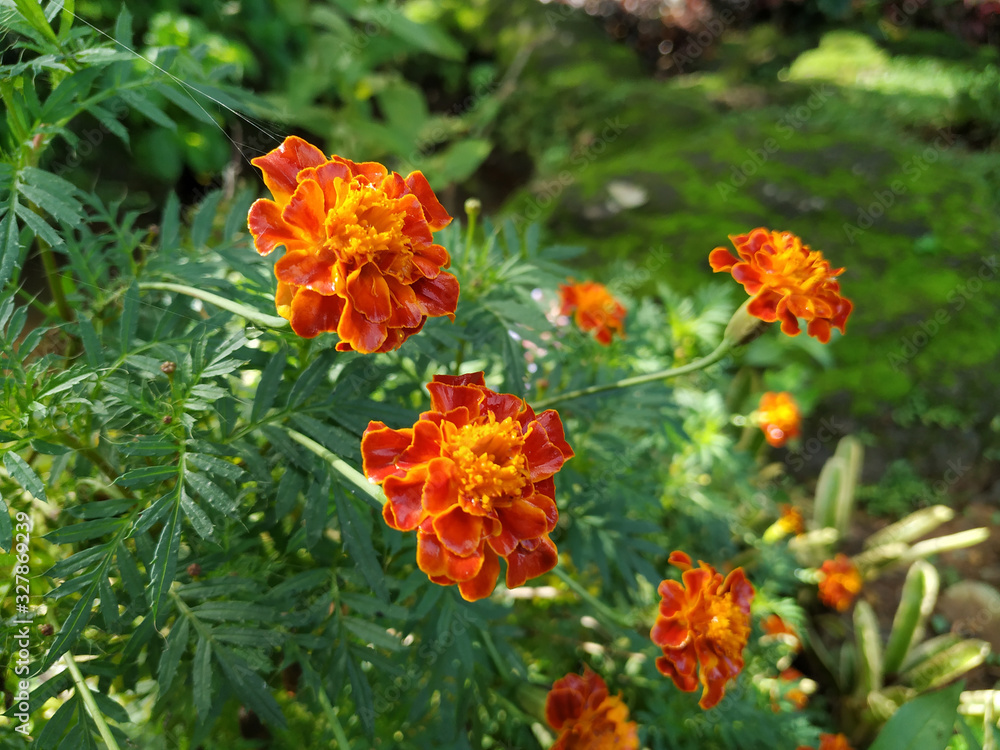 Close up of beautiful Marigold flower 