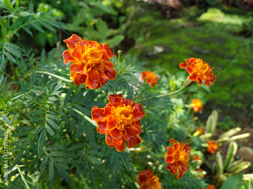 Close up of beautiful Marigold flower  © tezar