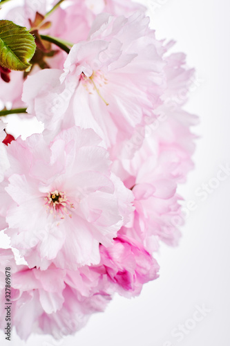 Cherry blossom, spring flowers. © Nataliia Sirobaba