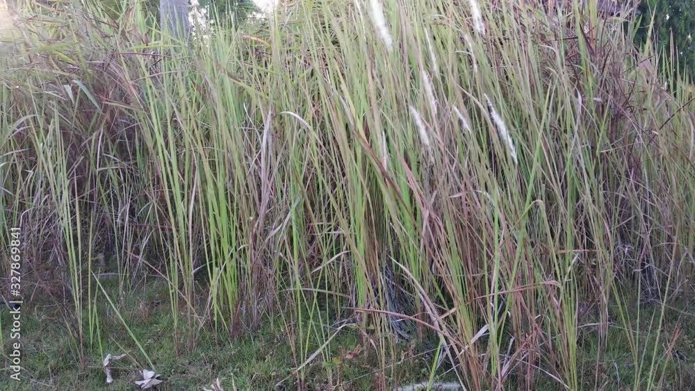 Reeds sway in the wind in the dry season Reeds sway in the wind in the dry season