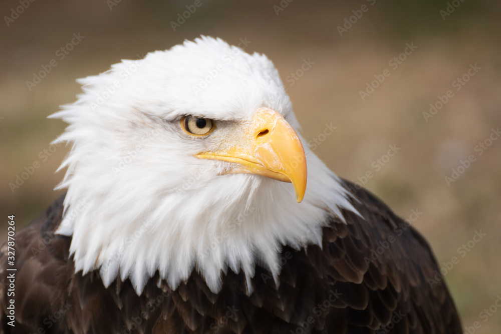 Face portrait of an American bald eagle Face portrait of an American bald eagle