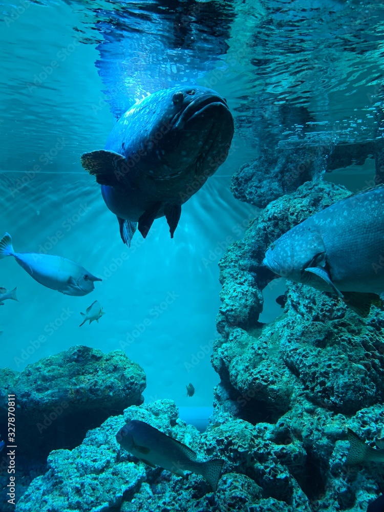 Fototapeta premium Blue fish, sad fish