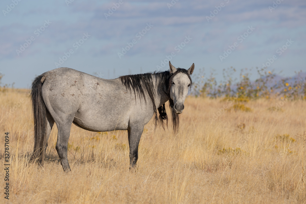 A Majestic Wild Horse in Fall in the Utah Desert A Majestic Wild Horse in Fall in the Utah Desert