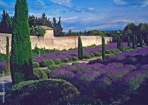 The lavender garden at the Asylum at St.Remy Provence. painted by Vincent Van Gogh