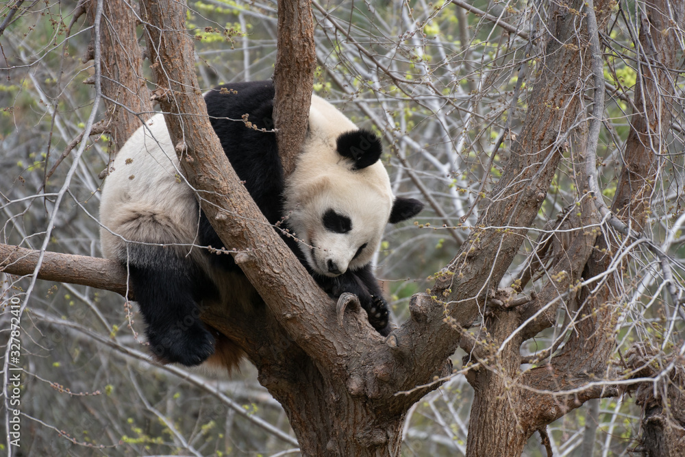 Portrait of a cute female panda bear sleeping in a tree