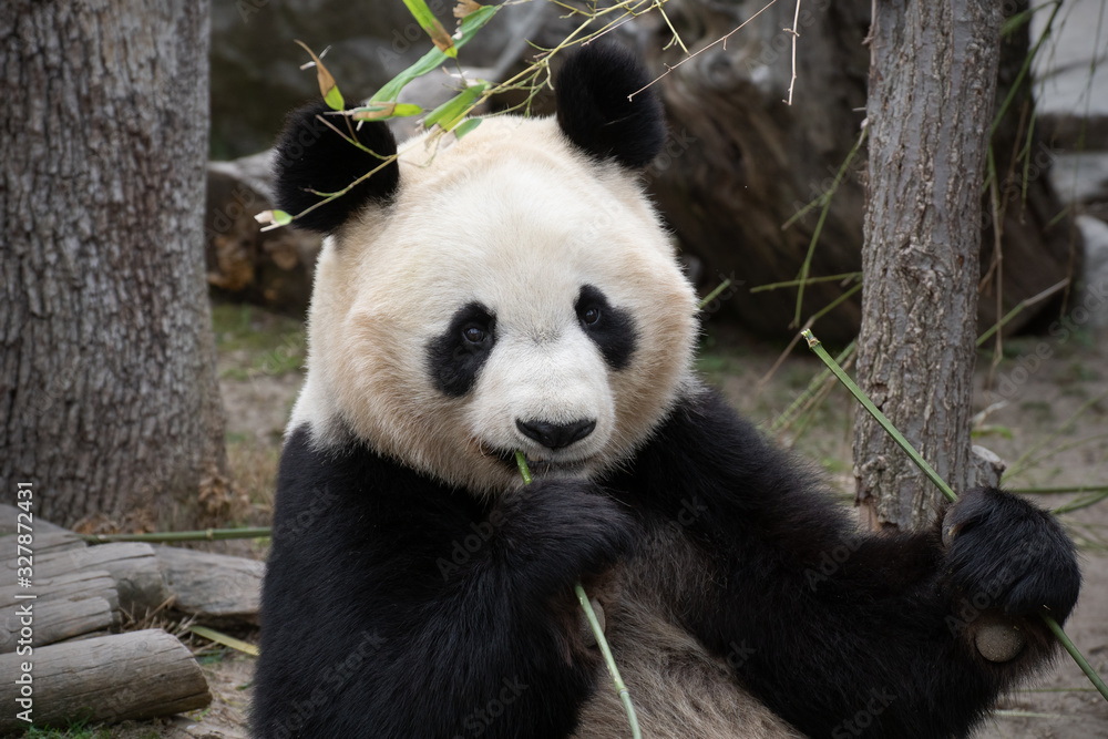 Fototapeta premium Portrait of a giant panda bear female eating bamboo