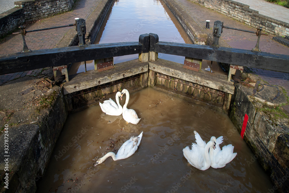 Swans at Lock Gate, Stratford on Avon, UK