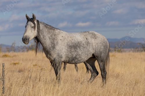 A Majestic Wild Horse in Fall in the Utah Desert © natureguy