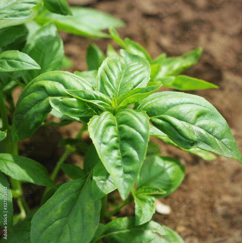 Fresh organic basil plant growing in garden Fresh organic basil plant growing in garden