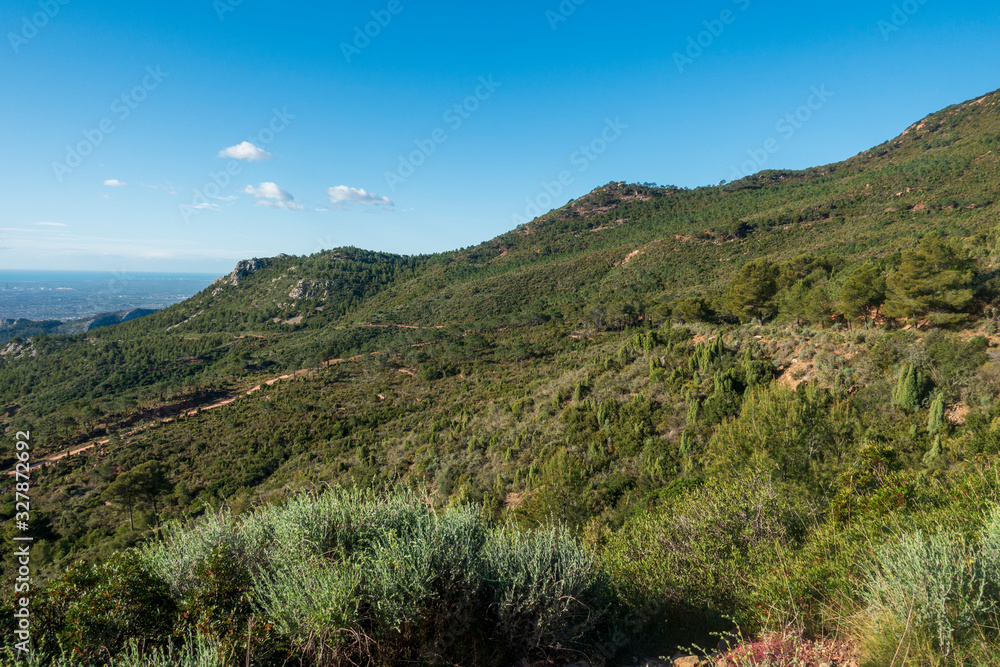 Fototapeta premium The desert of the palms in Benicassim, Costa Azahar