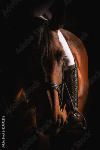 Dressage horse with rider, partial view of the horse's head in portraits from the front, photographed vertically, focus from the horse's head to the rear, the riding boot in the stirrup. © RD-Fotografie