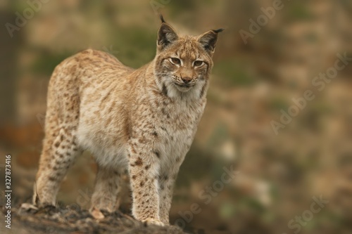 Cute young lynx in the forest. Wildlife scene from Europe. Wild cat in the nature forest habitat. © Monikasurzin