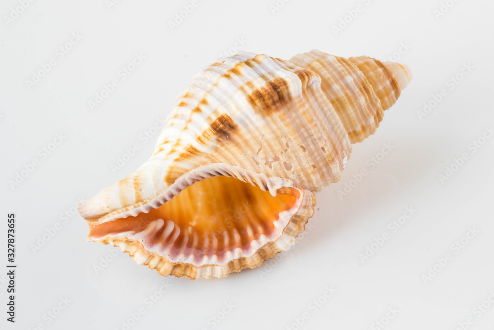 A beautiful sea shell