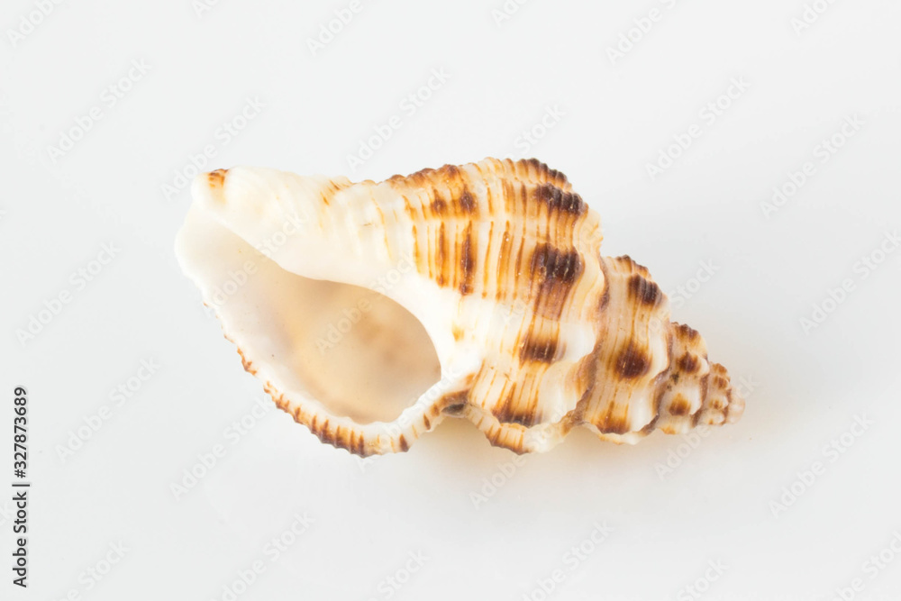 A beautiful sea shell