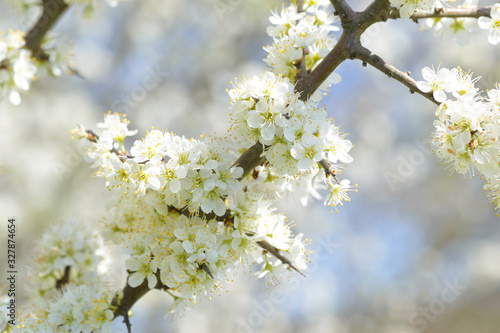 Schlehdorn (Prunus spinosa) im Frühjahr 