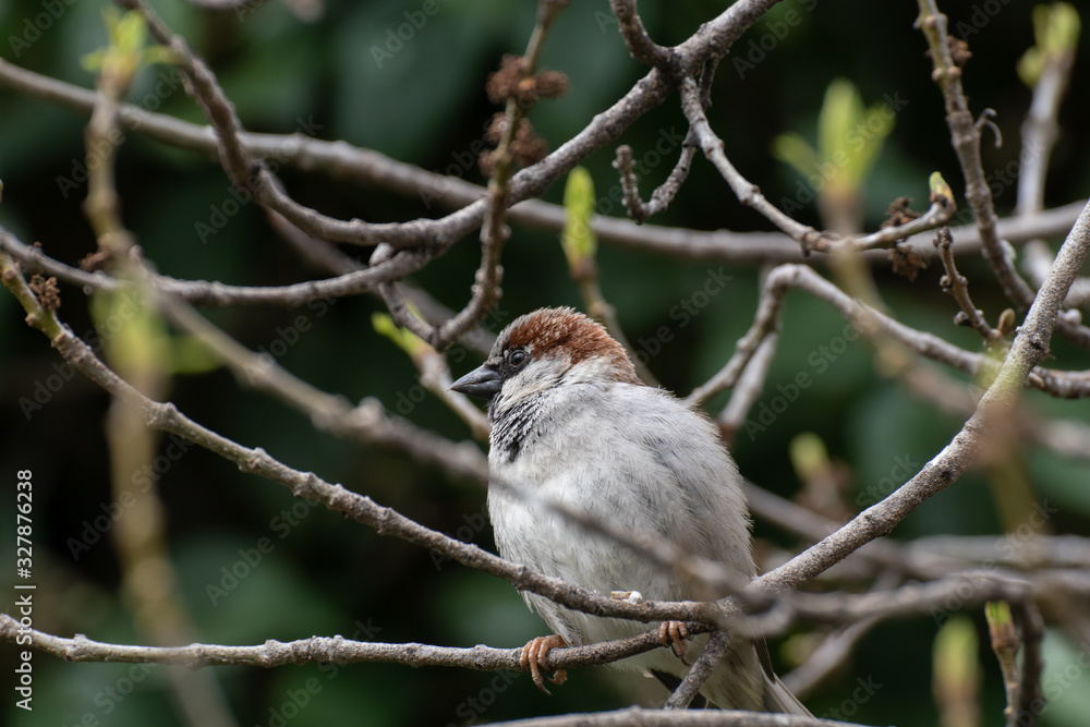 Portrait of a cute wild male sparrow Portrait of a cute wild male sparrow