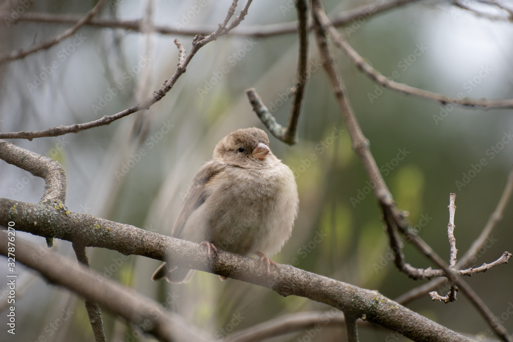 Portrait of a cute female wild sparrow Portrait of a cute female wild sparrow