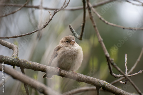 Portrait of a cute female wild sparrow