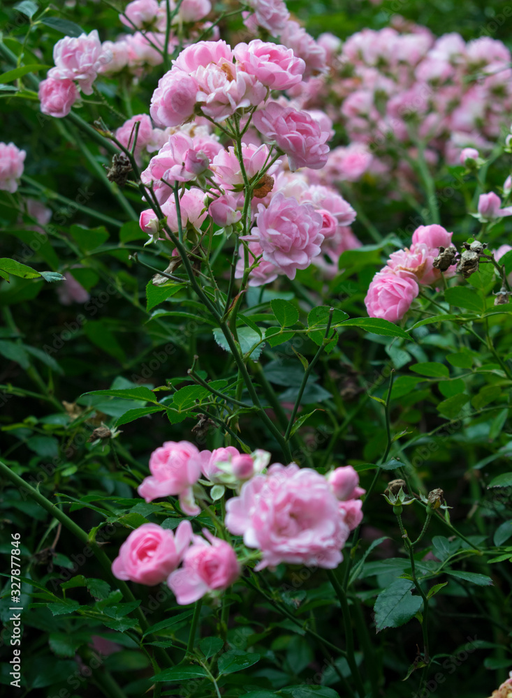 Rose bush with little light-pink flowers Rose bush with little light-pink flowers