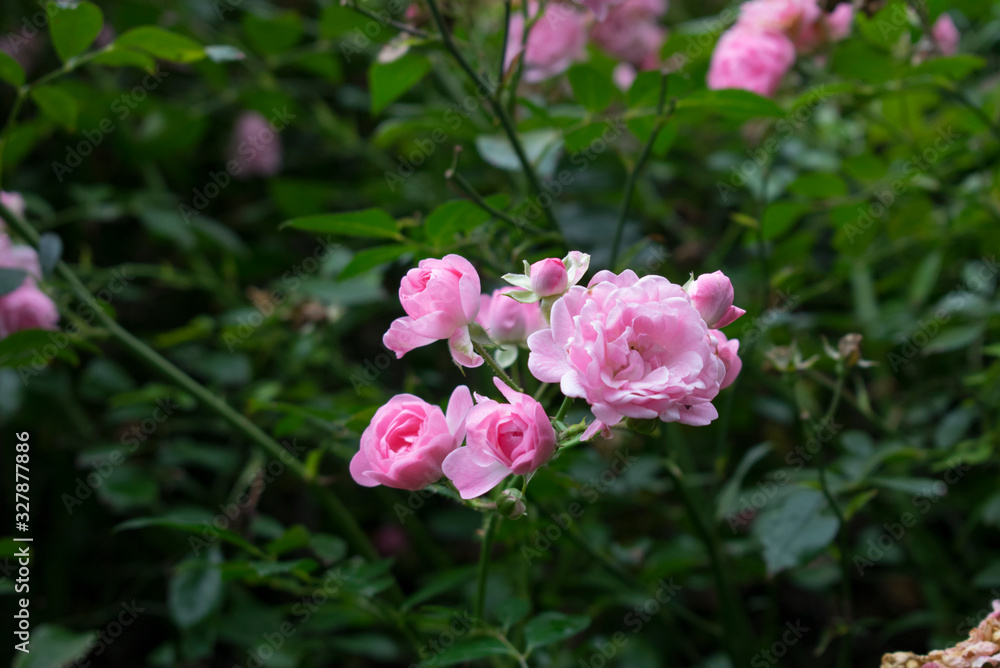 Roses branch with little light-pink flowers against green bush Roses branch with little light-pink flowers against green bush
