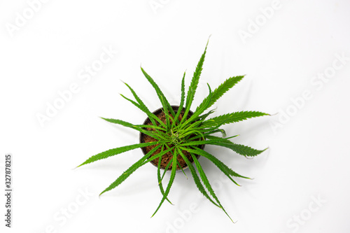 green marijuana plant from top view
