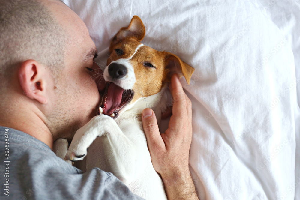 Emotional support animal concept. Portrait of man sleeping with jack russell terrier dog in bed