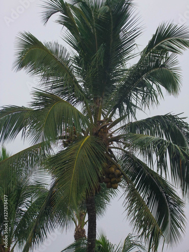 palm trees on background of blue sky