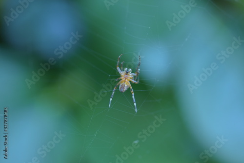 Araignée macro toile d'araignée détails