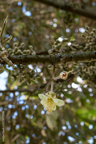 Durian flowers are blooming on the tree in the garden  king of fruit in Thailand 