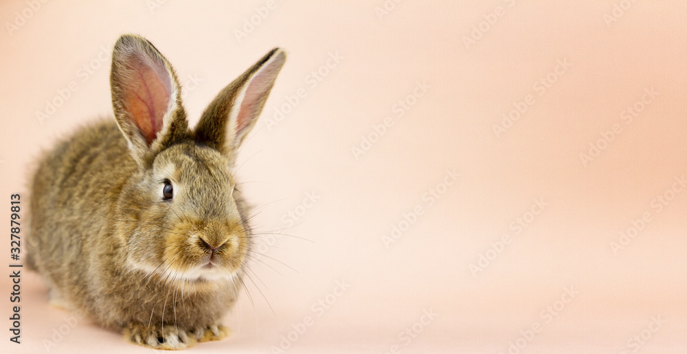 Rabbit on a beige background. Easter grey hare on a pastel pink background. Concept for the Easter holiday. Grey rabbit with a place for your unique text .