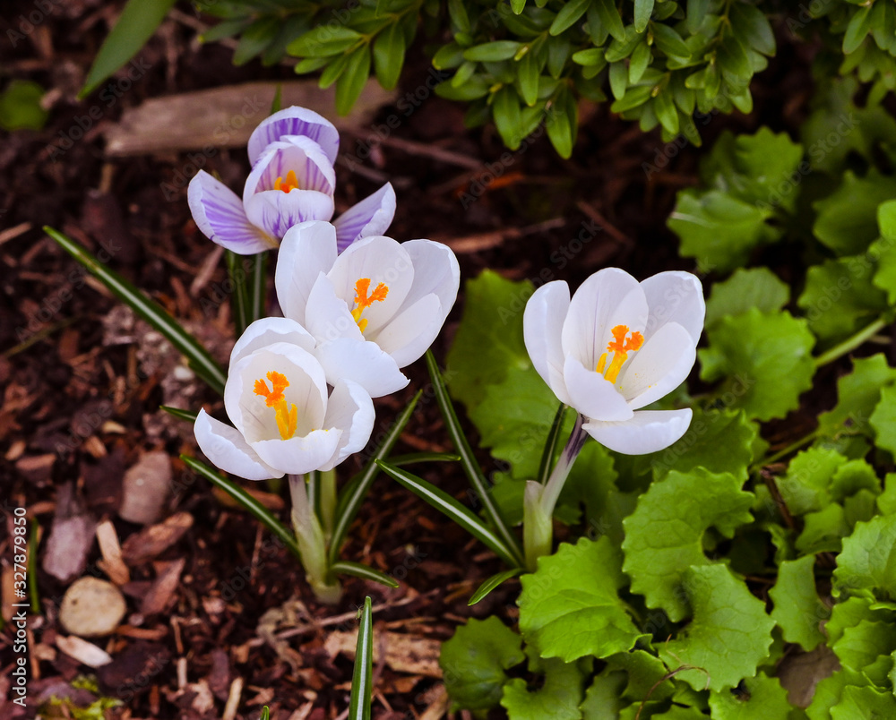 Crocuses in the spa gardens Baden Baden_Germany, Europe Crocuses in the spa gardens Baden Baden_Germany, Europe