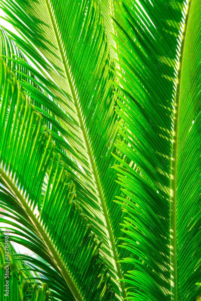 Group of big green leaves of exotic date palm tree, isolated on white background. Tropical plant foliage with visible texture. Pollution free symbol. Close up, copy space. Group of big green leaves of exotic date palm tree, isolated on white background. Tropical plant foliage with visible texture. Pollution free symbol. Close up, copy space.
