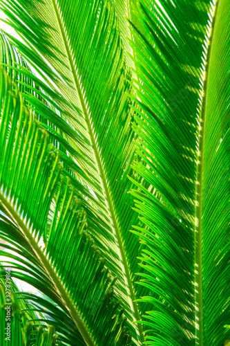 Group of big green leaves of exotic date palm tree  isolated on white background. Tropical plant foliage with visible texture. Pollution free symbol. Close up  copy space.