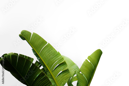 Obraz na płótnie Group of big green banana leaves of exotic palm tree in sunshine on white background